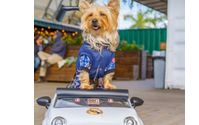 Pet Photograher by El Shaddai Photography