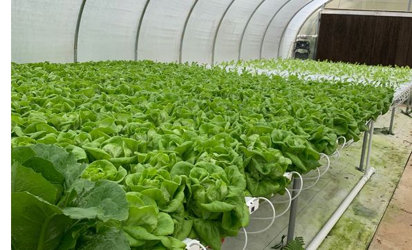 Hydroponic classes & visit with with farm animals  by Martin’s Harvest