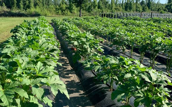Farm fresh veggies delivered FREE to any business location in Marianna  by Martin’s Harvest