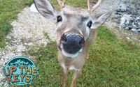 We offer half-day and full-day tours of the Florida Keys, and specialize in custom and private tours.  by Up The Keys Tours