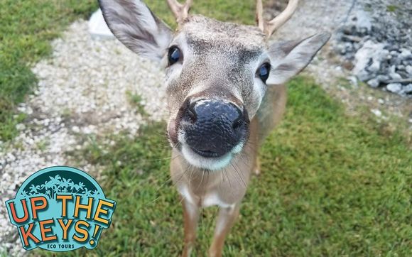 We offer half-day and full-day tours of the Florida Keys, and specialize in custom and private tours.  by Up The Keys Tours