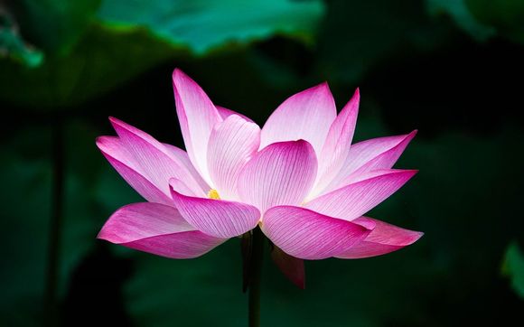 Psychic Readings and Healings by Answers By Tonya Somers