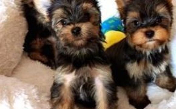 Yorkie Puppies For Rehoming by ToyBox Puppies Puppy Essentials Pet