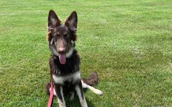 Dog Training by Justice K9 Training LLC 