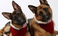 Pet Photograher by Nightingale Family Photography LLC
