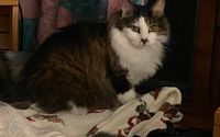 Cat care by RoyalCare for pets