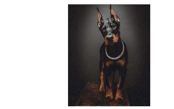 Pet Photograher by WilsonPhotosllc