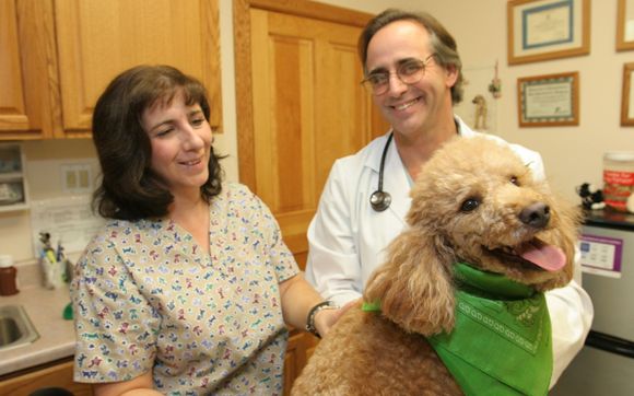 Dog by Veterinary Care Center of Goldens Bridge