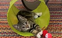 Cat by RoyalCare for pets