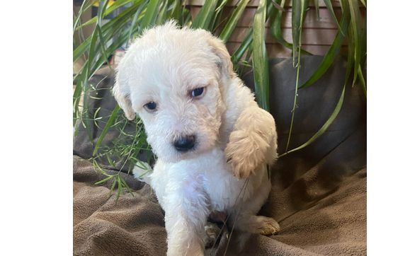 Annies Animals  by Annie’s Animals