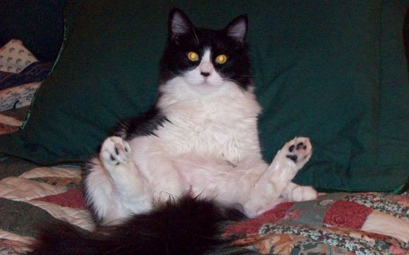 KrazyKittyClubhouse.com by Krazy Kitty Clubhouse