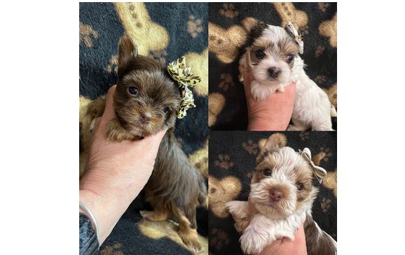 Toybox yorkies sales