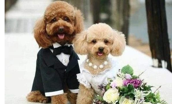 Wedding Officiant by WEDDINGS  FOR  YOU