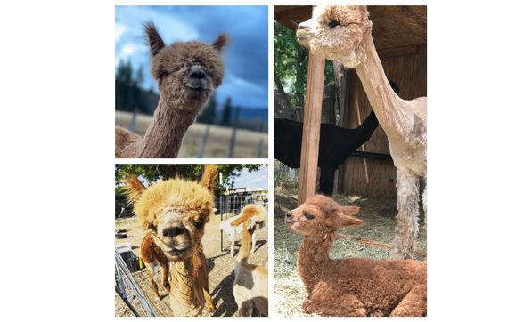 Up close visit with the Alpacas by Olde Life Alpacas