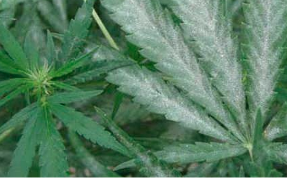 Cannabis  by tomPhyzx.LLC