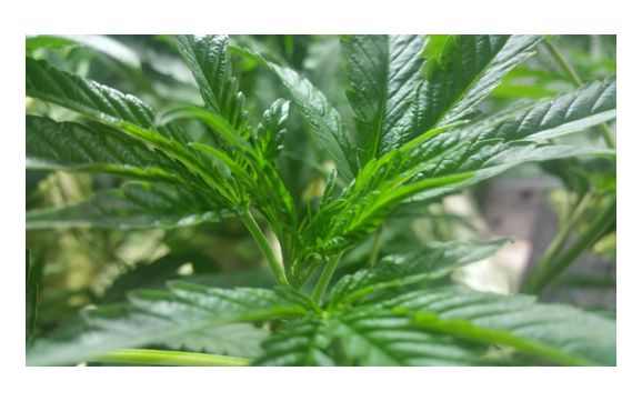 Licensing, Compliance, Permitting, and Project Management.  by Presidential Garden Cannabis Consulting 