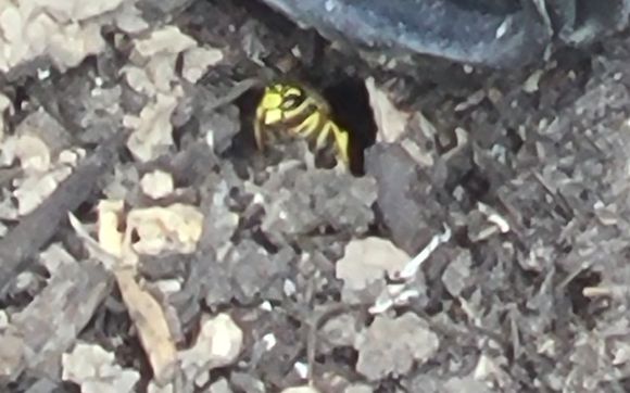 Insect treatment  by Pest Control Excellence LLC.