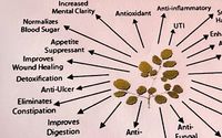 Moringa by Theola Wellness