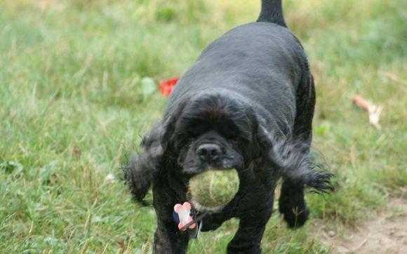 Adaptable Training Methods for Canines- Foundations for Dog Trainers Course by A Canine Experience