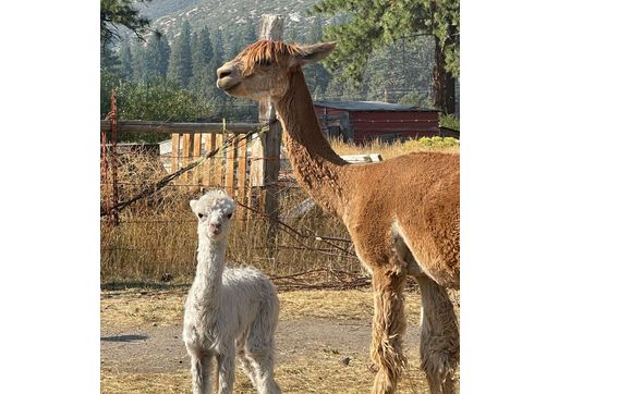 Petting Zoo by Olde Life Alpacas