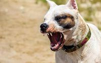 Dog Bite Lawyer by d'Oliveira & Associates