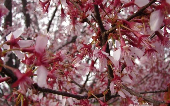 Floral Arranging Classes by Treasure Box And Creations