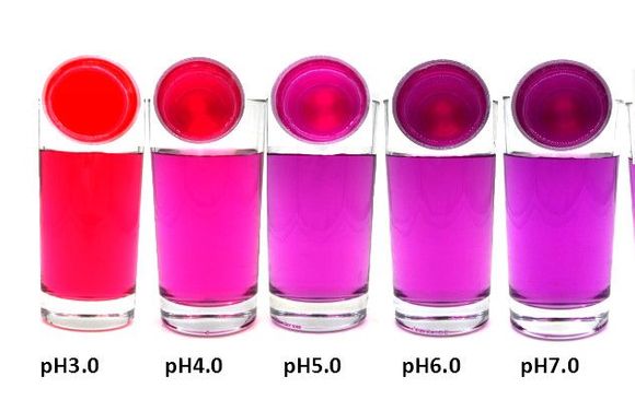 Purple Sweet Potato Extract by FoodRGB