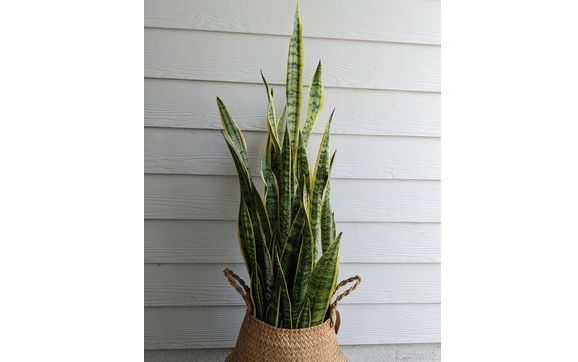 Plant Care Plan By Plant Lady Services In World Golf Village FL 