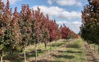 Tree nursery and landscape services by Prairie Fire Farm LLC