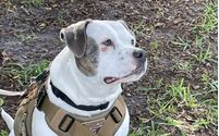 Service Dogs by 2gether Furever, Inc
