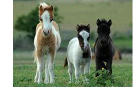 We sell registered miniature horses by Little America Miniature Horses