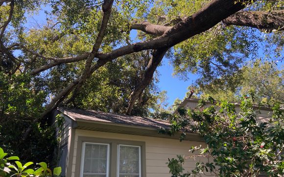 Tree trimming and removal by South Tampa Tree Service