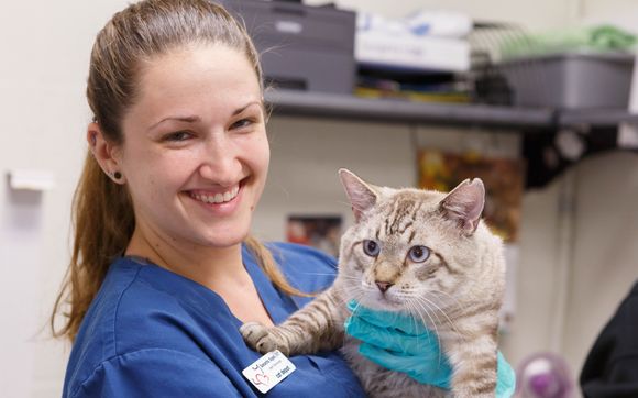 Cat Care Clinic By Cat Depot In Sarasota Fl Alignable