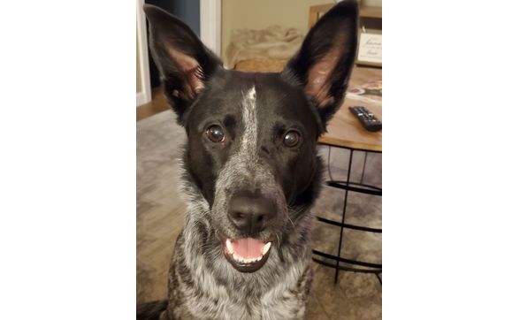 House Sitting by Wiggles "N" Whiskers Home Pet