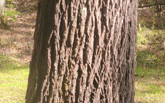 Fairbanx Log and Lumber  by Fairbanx Log and Lumber