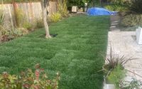 Sod Installation by True Magic Landscaping