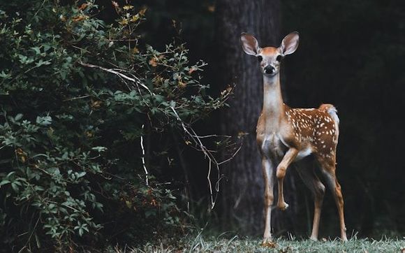 Nara Fellowship: YouTube Podcast by Valerie Flynn