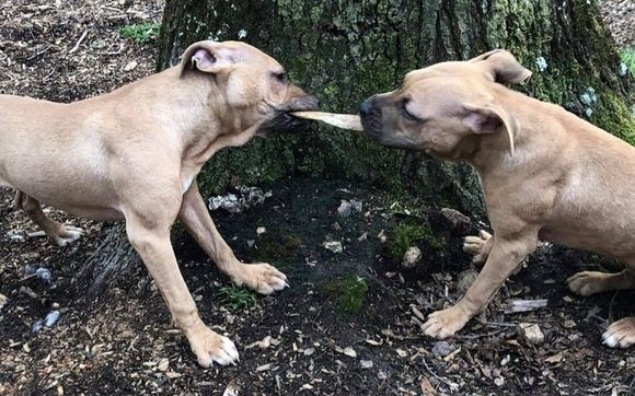 Volunteering Opportunities by Waiting Animals Getting Support WAGS