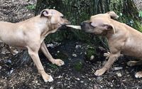 Volunteering Opportunities by Waiting Animals Getting Support WAGS
