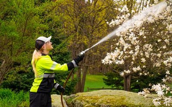 Tree Care & Turf Care by Seacoast Tree & Seacoast Turf
