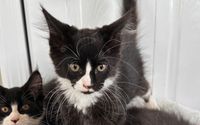 Maine Coon kittens by Goldens and Coons