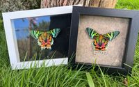 Framed Madagascar Sunset Butterfly  by WickedCrafter