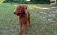 Dog Sire by Peace, Love, and Puppies at the Creek