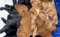 Dog Breeding by Peace, Love, and Puppies at the Creek