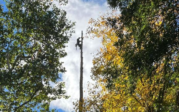 Tree trimming and removals by Jon's Tree Service, LLC, Vermont