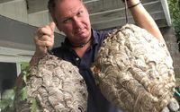 Pest Treatments by Mantis pest control