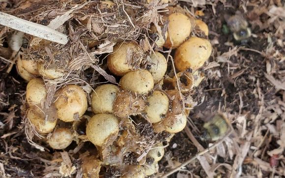 Bumble Bee Relocation by Wasp Away