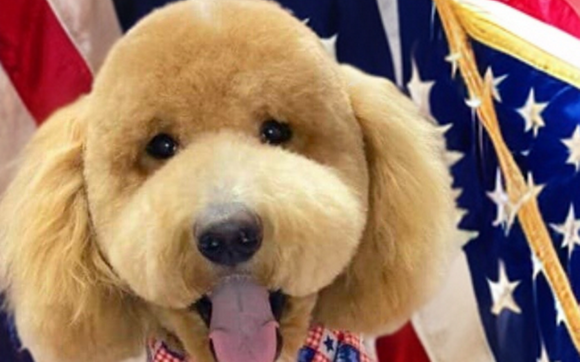 Pet Grooming by Boujee Barks Pet Spa LLC