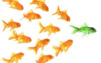 Employee Engagement Survey by Peak Pathways LLC; Alignable Ambassador & 2025 Gold Alliance Leader