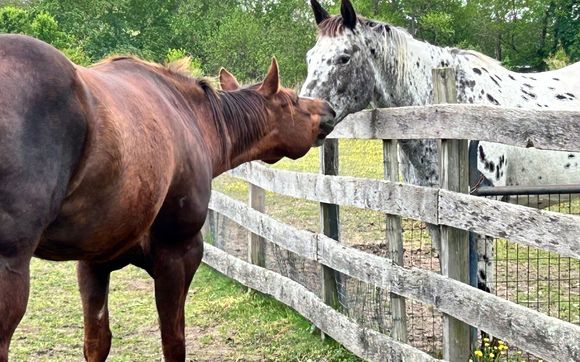 On site and Online instruction in natural horsemanship  by Ahavah Farm-Colorful LivingStudio